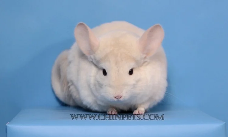 Хлопчик шиншила голдбар - фото № 3