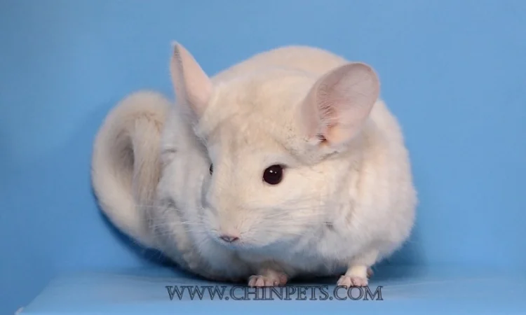 Хлопчик шиншила голдбар - фото № 4