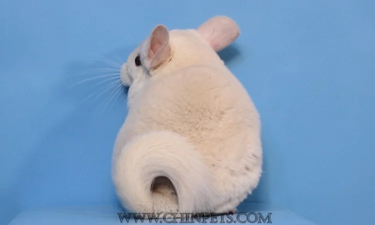 Хлопчик шиншила голдбар - фото № 5