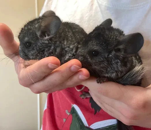 Шиншили дитинчата. Дві дівчинки - фото № 1