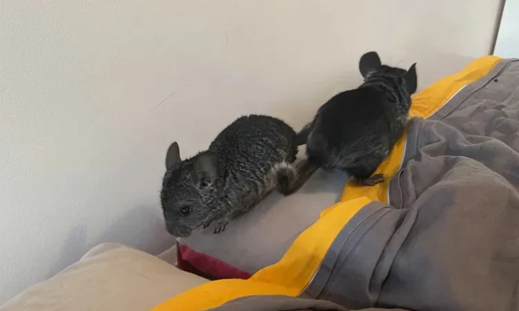 Шиншили дитинчата. Дві дівчинки - фото № 2