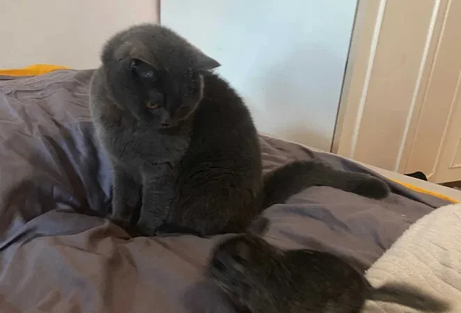 Шиншили дитинчата. Дві дівчинки - фото № 3