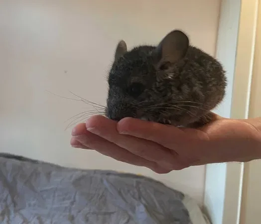 Шиншили дитинчата. Дві дівчинки - фото № 4