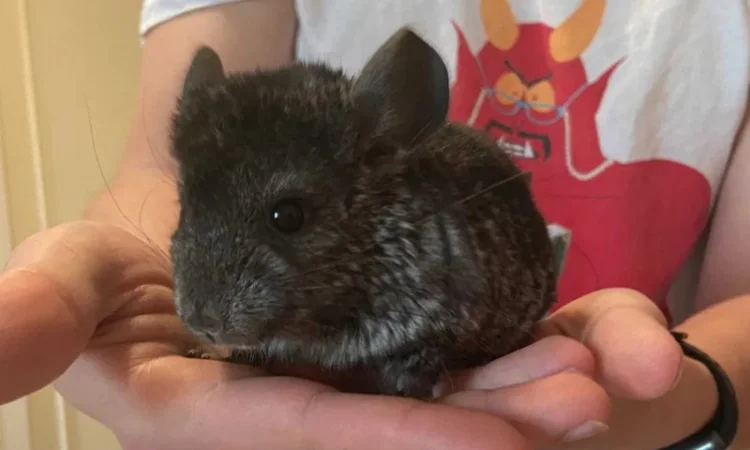 Шиншили дитинчата. Дві дівчинки - фото № 5