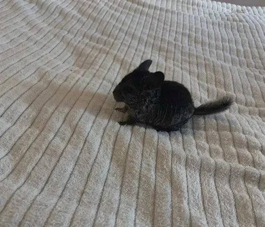 Шиншили дитинчата. Дві дівчинки - фото № 6