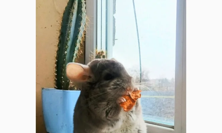 Продам шиншилу - фото № 2