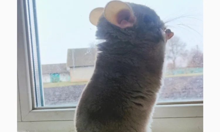 Продам шиншилу - фото № 3