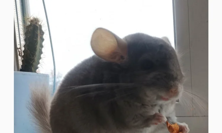 Продам шиншилу - фото № 4