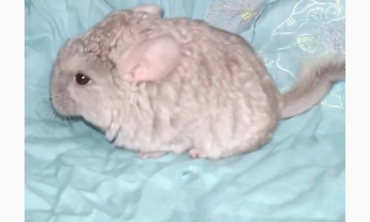 Шиншила дівчинка бежева носійка ангори - фото № 1