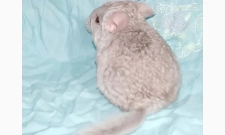 Шиншила дівчинка бежева носійка ангори - фото № 2