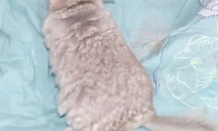 Шиншила дівчинка бежева носійка ангори - фото № 3