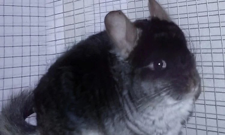 Шиншилла чорний бархат носій ангори - фото № 1