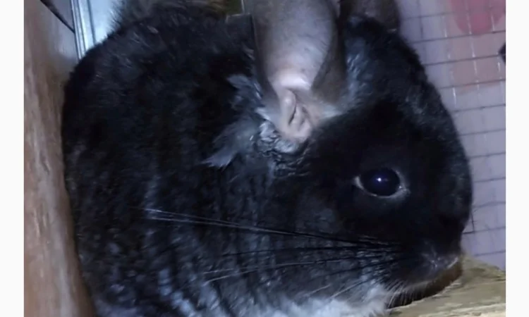 Шиншилла чорний бархат носій ангори - фото № 2