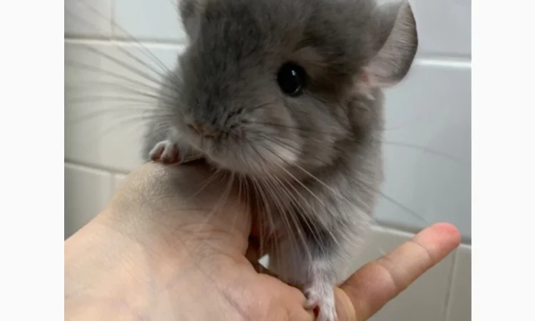 Шиншилла фиолетовая 100% ангора, девочка - фото № 1