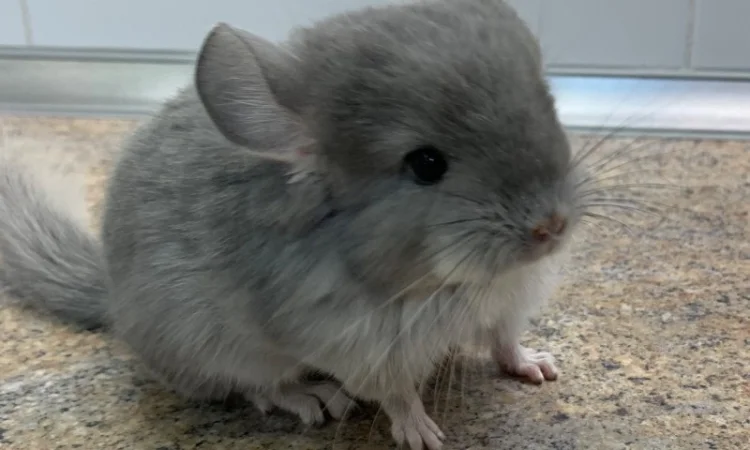 Шиншилла фиолетовая 100% ангора, девочка - фото № 2