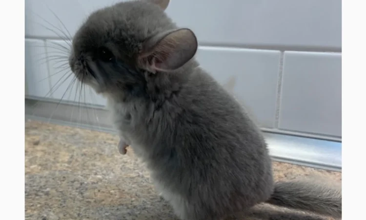 Шиншила фіолетова 100% ангора з родоводом - фото № 3