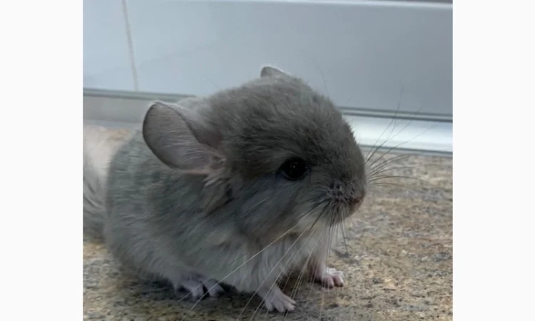 Шиншилла фиолетовая 100% ангора, девочка - фото № 3