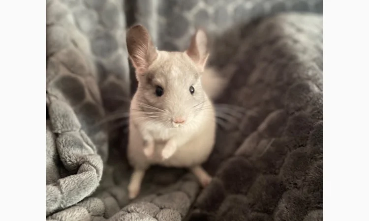 Шиншилка шукає дім - фото № 1