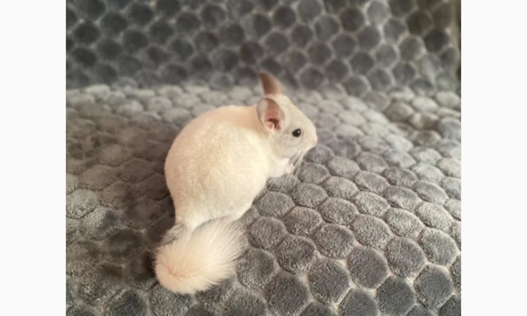 Шиншилка шукає дім - фото № 2