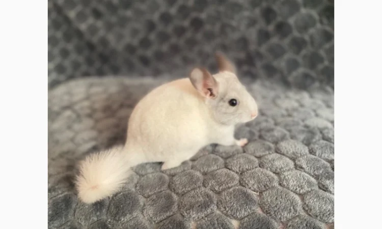 Шиншилка шукає дім - фото № 4