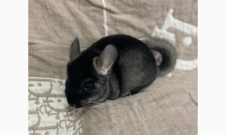 Шиншилка шукає дім - фото № 5