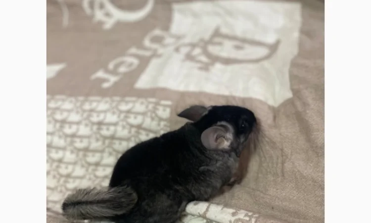 Шиншилка шукає дім - фото № 6