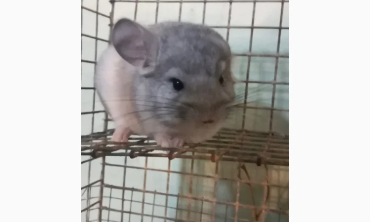 Продам шиншилл разного возраста и окраса, консультации. Возможен опт - фото № 1