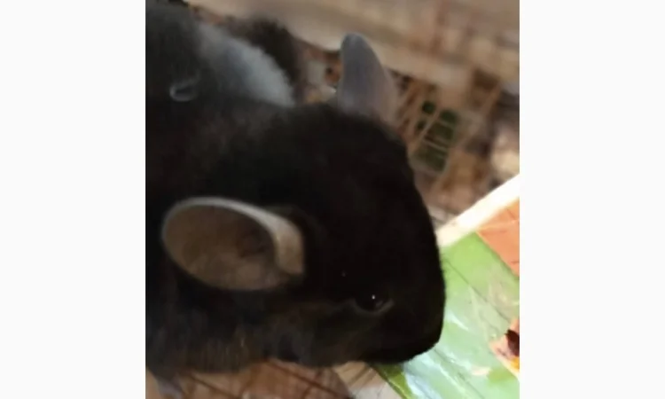 Продам шиншилл разного возраста и окраса, консультации. Возможен опт - фото № 2