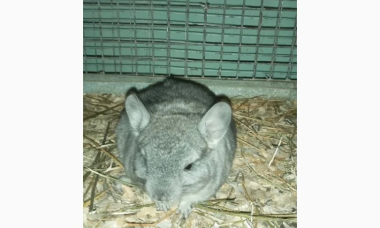 Продам шиншилл разного возраста и окраса, консультации. Возможен опт - фото № 3