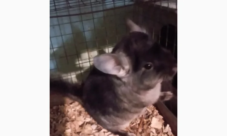 Продам шиншилл разного возраста и окраса, консультации. Возможен опт - фото № 4