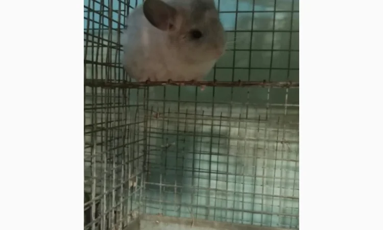 Продам шиншилл разного возраста и окраса, консультации. Возможен опт - фото № 5