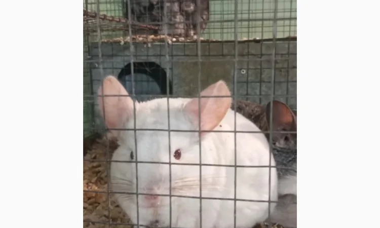 Продам шиншилл разного возраста и окраса, консультации. Возможен опт - фото № 6