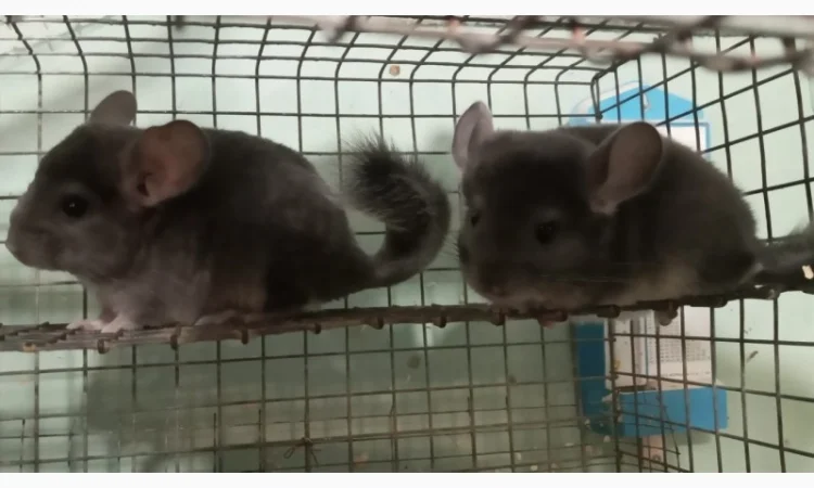 Продам шиншилл разного возраста и окраса, консультации. Возможен опт - фото № 7