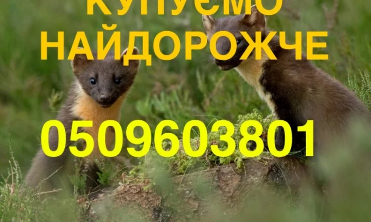 Купуємо куницю та сухого бобра НАЙДОРОЖЧЕ В УКРАЇНІ - фото № 1