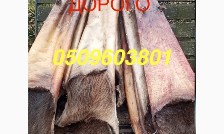 Купуємо куницю та сухого бобра НАЙДОРОЖЧЕ В УКРАЇНІ - фото № 2