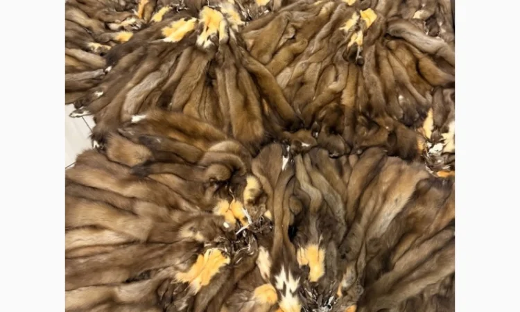 Купую куницю дорого - фото № 1