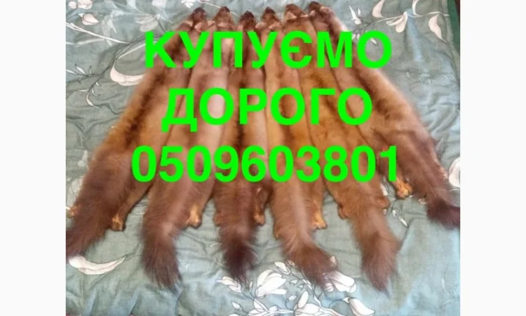 Купуємо дорого НАЙДОРОЖЧЕ куницю - фото № 1