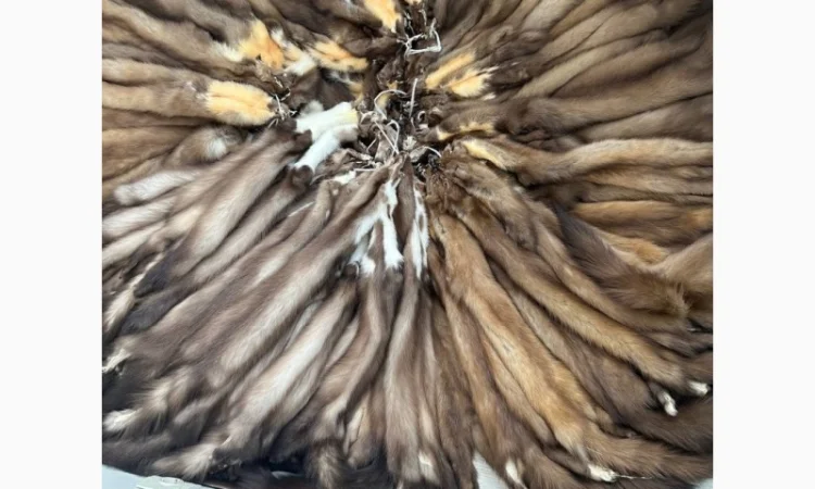 Куплю куницю ДОРОГО - фото № 1