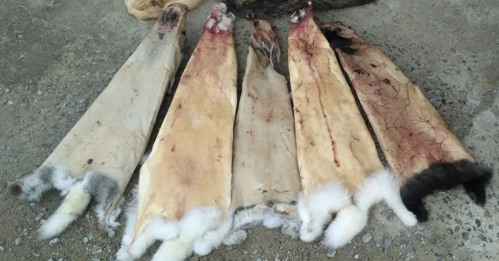 Купуємо сухі не солені шкури кролика та бобра - фото № 1