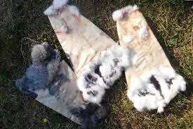 Купуємо сухі не солені шкури кролика та бобра - фото № 2