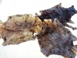 Купуємо сухі не солені шкури кролика та бобра - фото № 1