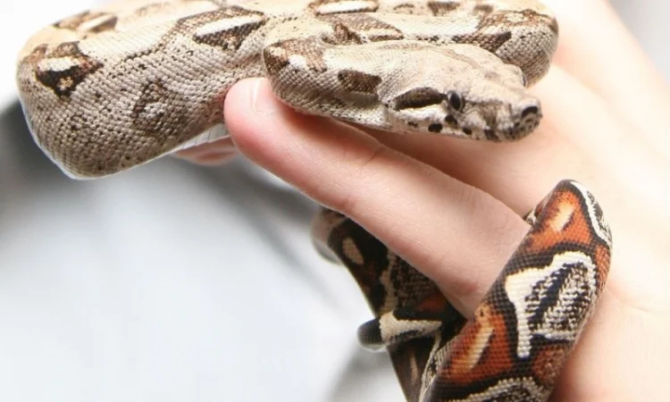 Ручные питомцы на аренду. Экзотические животные - фото № 3