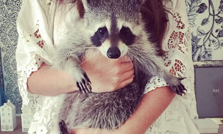 Ручные питомцы на аренду. Экзотические животные - фото № 6