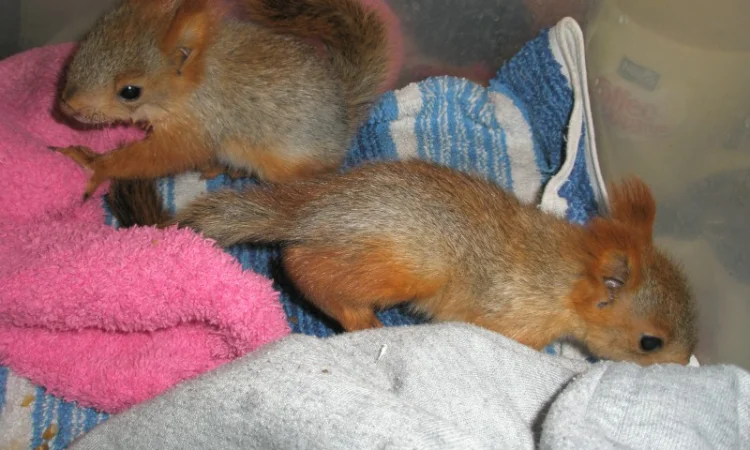 Домашня білка, білки в асортименті - фото № 1