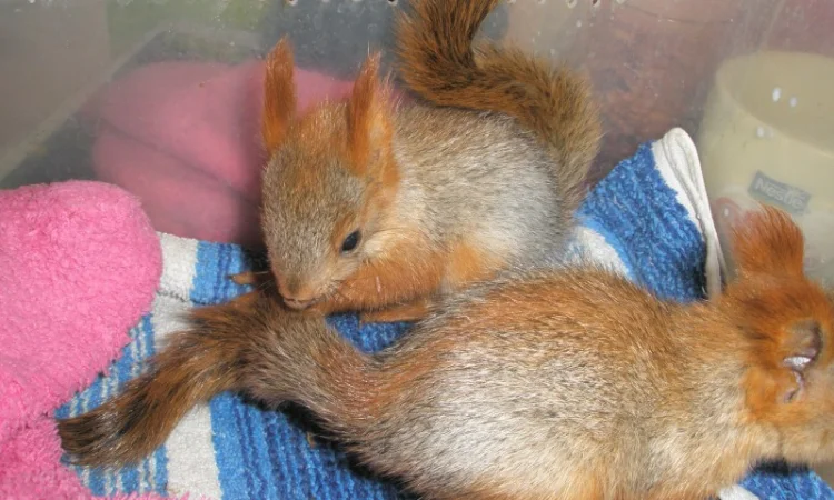 Домашня білка, білки в асортименті - фото № 2