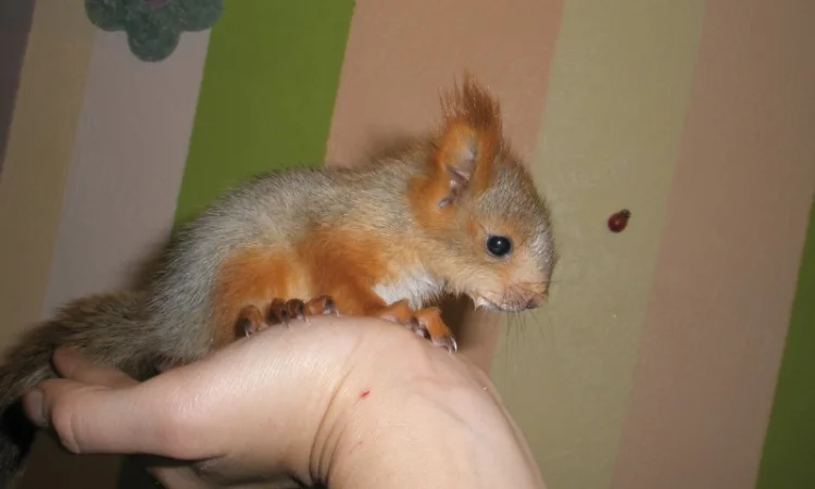 Домашня білка, білки в асортименті - фото № 3