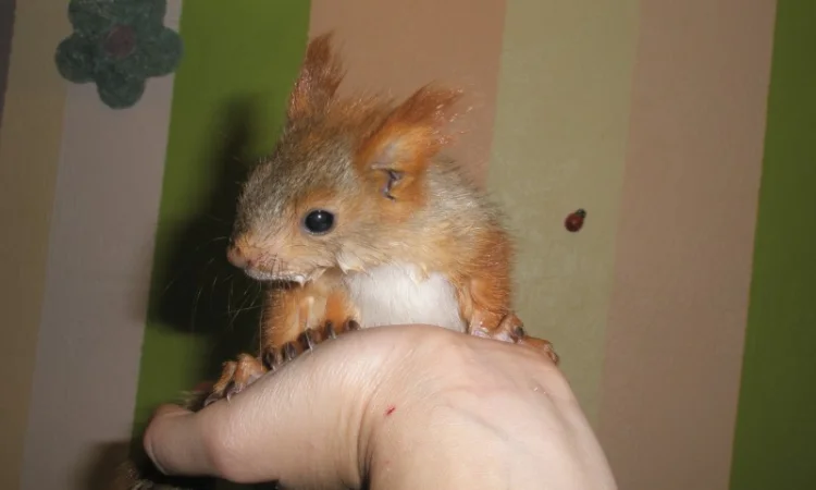 Домашня білка, білки в асортименті - фото № 4