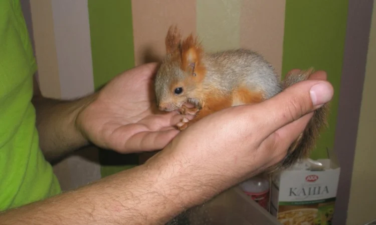 Домашня білка, білки в асортименті - фото № 5