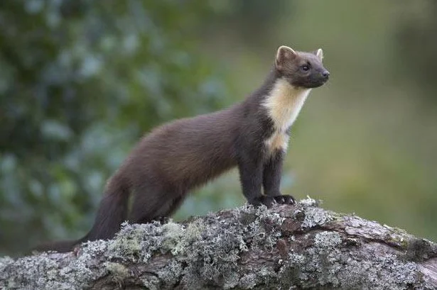 Куплю шкіри куниці лісова Кам'янка - фото № 1