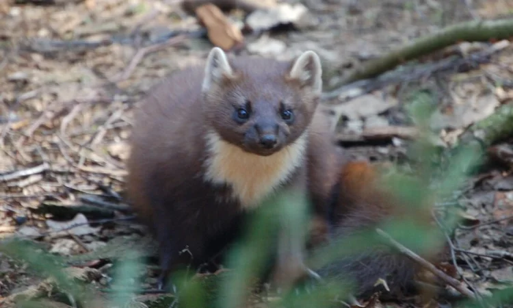 Куплю шкіри куниці лісова Кам'янка - фото № 2